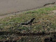 Ctenosaura similis