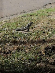Ctenosaura similis