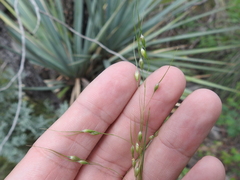 Piptochaetium fimbriatum