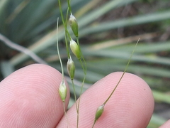 Piptochaetium fimbriatum