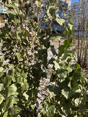 Populus