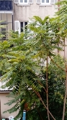 Ailanthus altissima