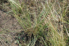 Stipa dasyphylla