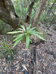 Cordyline rubra