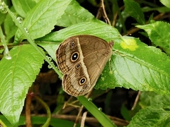 Mycalesis gotama nanda