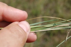 Stipa dasyphylla