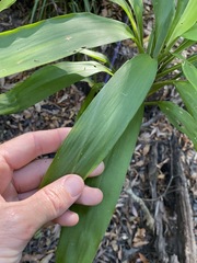 Cordyline rubra