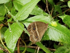 Mycalesis gotama nanda