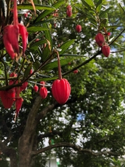 Crinodendron hookerianum