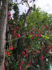 Crinodendron hookerianum