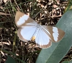 Nyctemera tripunctaria