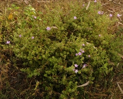 Barleria buxifolia