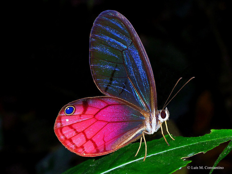 Cithaerias aurorina