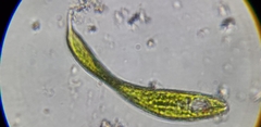 Lepocinclis fusca
