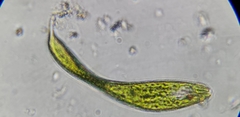 Lepocinclis fusca