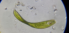 Lepocinclis fusca