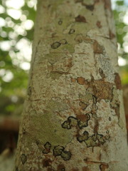 Pertusaria thiospoda