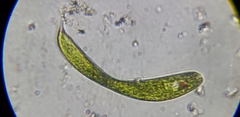 Lepocinclis fusca