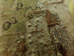 Pertusaria thiospoda