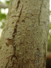 Pertusaria thiospoda