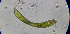 Lepocinclis fusca