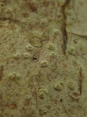 Pertusaria thiospoda