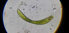 Lepocinclis fusca