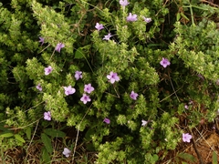 Barleria buxifolia