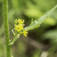 Rorippa barbareifolia