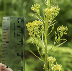 Rorippa barbareifolia