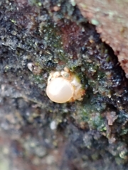 Sphaerobolus stellatus