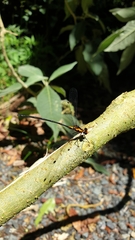 Austroargiolestes amabilis