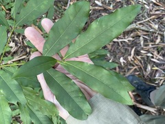 Beilschmiedia obtusifolia