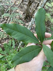 Beilschmiedia obtusifolia