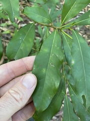 Beilschmiedia obtusifolia