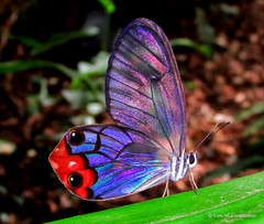 Haetera macleannania