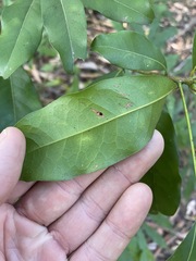 Beilschmiedia obtusifolia