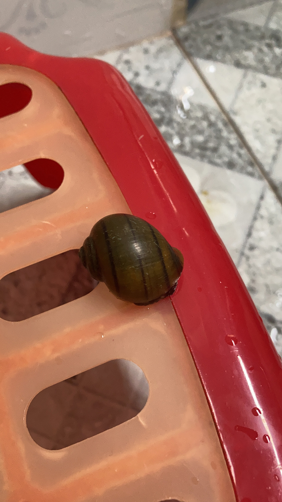 Pila scutata