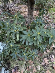 Rhododendron
