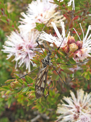 Gynoplistia apicalis