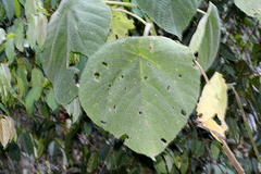 Dendrocnide moroides