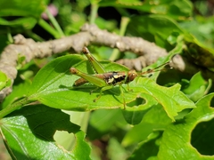 Pirithoicus ophthalmicus