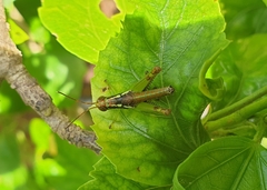 Pirithoicus ophthalmicus