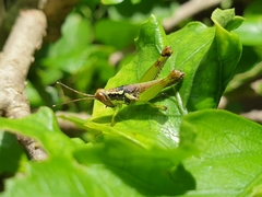 Pirithoicus ophthalmicus