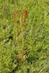 Artemisia latifolia