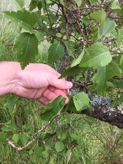 Plagianthus regius regius