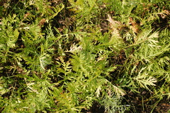 Artemisia latifolia