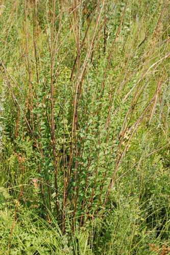 Scalloped spirea (Spiraea crenata)
