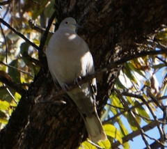 Streptopelia decaocto
