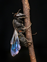 Anterhynchium flavomarginatum